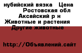 нубийский вязка › Цена ­ 1 500 - Ростовская обл., Аксайский р-н Животные и растения » Другие животные   